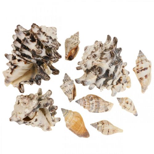 Floristik24 Maritime Deco Snail Shell Deco Sea Snail 400g