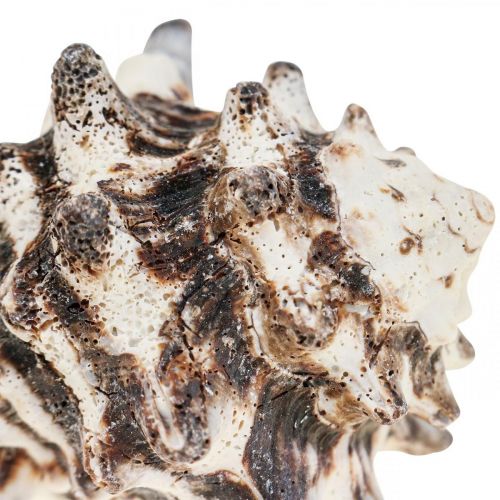 Floristik24 Maritime Deco Snail Shell Deco Sea Snail 400g