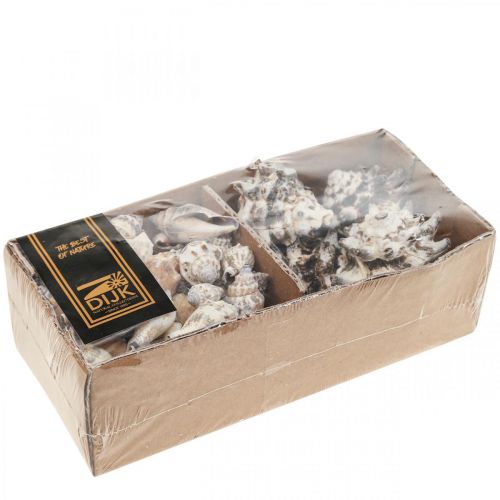 Floristik24 Maritime Deco Snail Shell Deco Sea Snail 400g