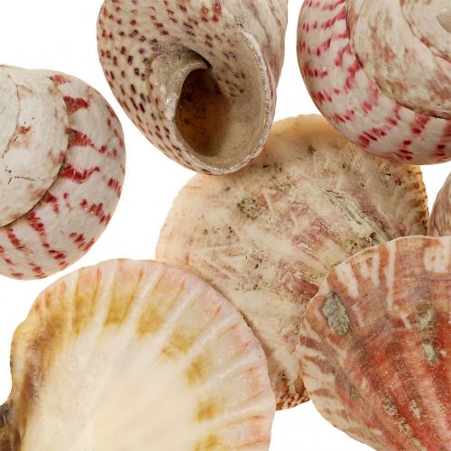 Floristik24 Decoração marítima conchas reais decoração de conchas de caracol 700g