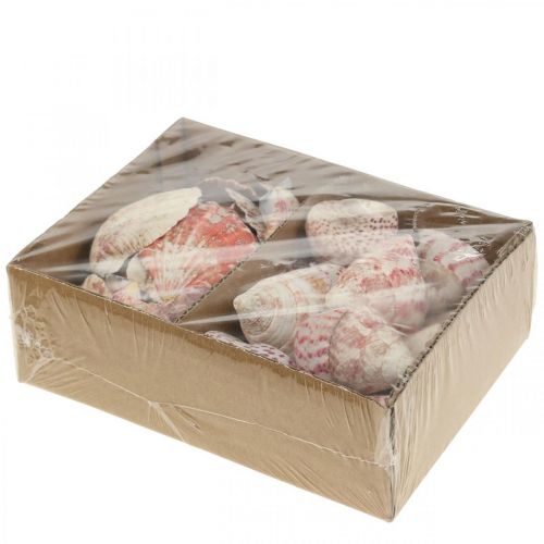 Floristik24 Decoração marítima conchas reais decoração de conchas de caracol 700g