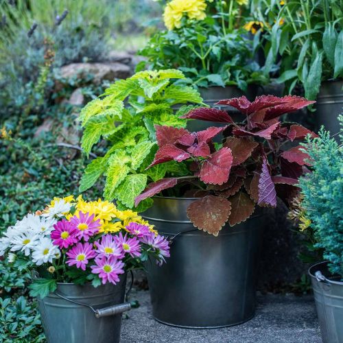 Floristik24 Recipiente de metal, balde de plantas, decoração de metal Ø27cm H25cm