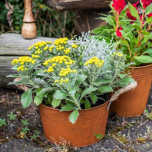 Floristik24 Pote de metal com alças de corda, tigela para plantas, outono, pátina Ø22cm H12cm