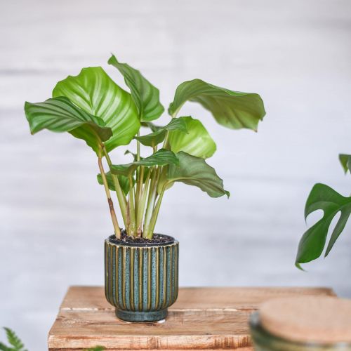 Itens Mini vaso de flores, floreira de cerâmica, floreira ondulada verde, marrom Ø8cm A8,5cm