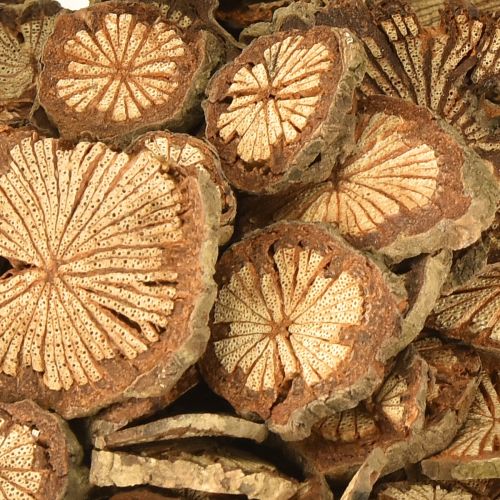 Itens Mini discos de madeira decoração de noz de bétele com grãos 1-4,5cm 300g