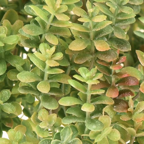 Itens Mini suculenta artificial verde planta artificial com caule H23cm