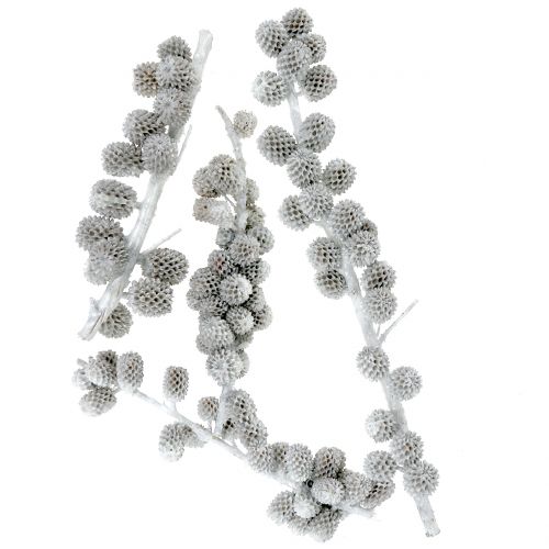 Floristik24 Cones casuarina em galho branco-acinzentado encerado 250g