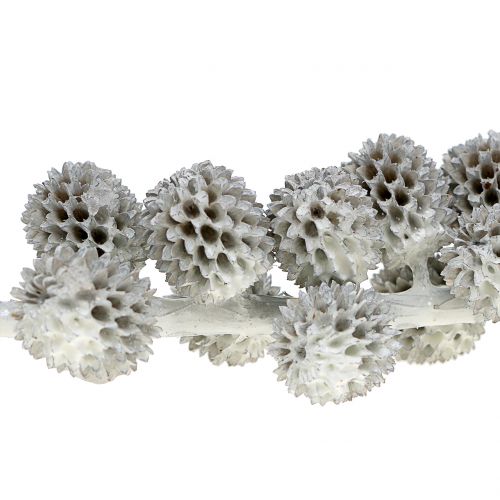 Floristik24 Cones casuarina em galho branco-acinzentado encerado 250g