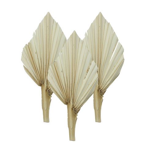 Floristik24 Palm spear mini curto branqueado 50 un
