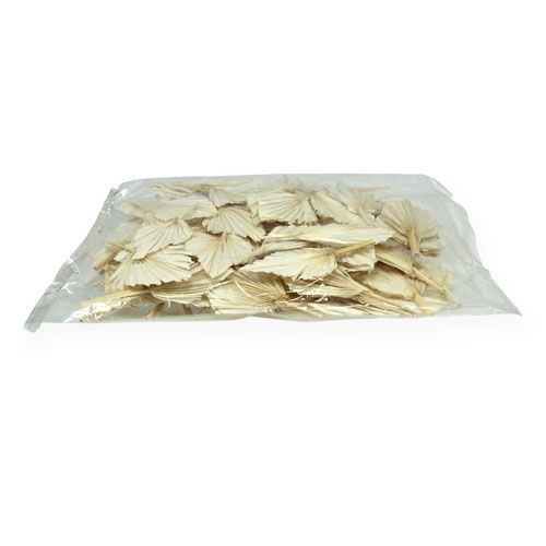 Floristik24 Palm spear mini curto branqueado 50 un