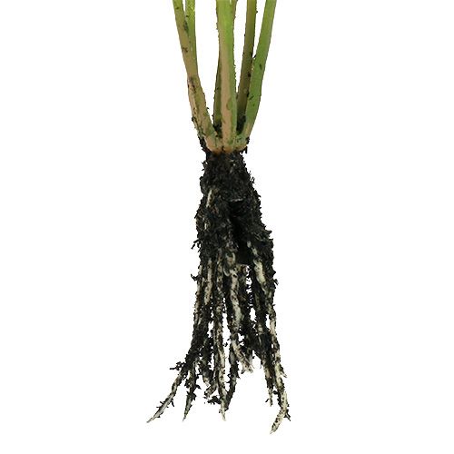 Floristik24 Mini grama com raízes 18 cm verde 6 unidades