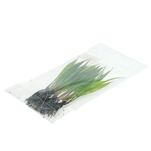 Floristik24 Mini grama com raízes 18 cm verde 6 unidades