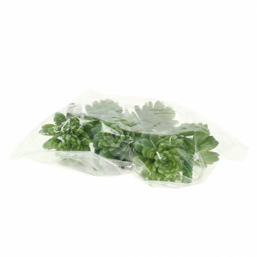 Floristik24 Mini - suculenta 6,5cm 6pcs