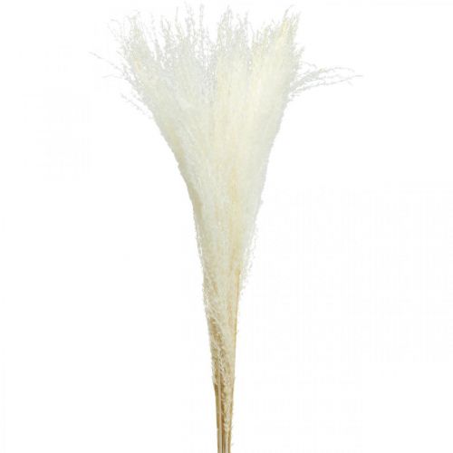 Floristik24 Decoração de grama de penas grama seca branqueada Miscanthus 75cm 10 un