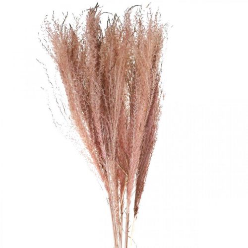 Floristik24 Grama seca grama de penas rosa longa deco Miscanthus 75cm 10pcs