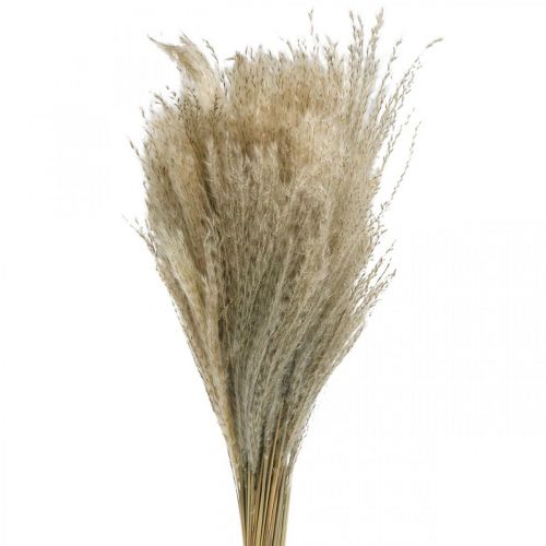 Floristik24 Grama Seca Miscanthus 55-75cm Grama Pena Natural 100p