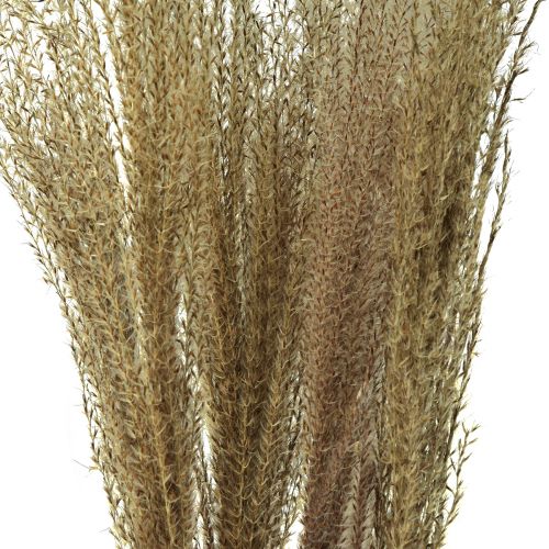 Itens Miscanthus junco chinês grama seca decoração seca 75 cm 10 unidades