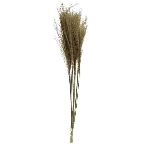 Itens Miscanthus junco chinês grama seca decoração seca 75cm 10 un