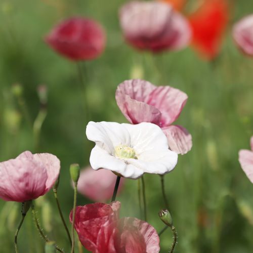 Itens Conjunto de 4 estacas em formato de papoula, em cerâmica, com detalhes delicados, perfeitas para decorar jardins com elegância. 42 cm de diâmetro.
