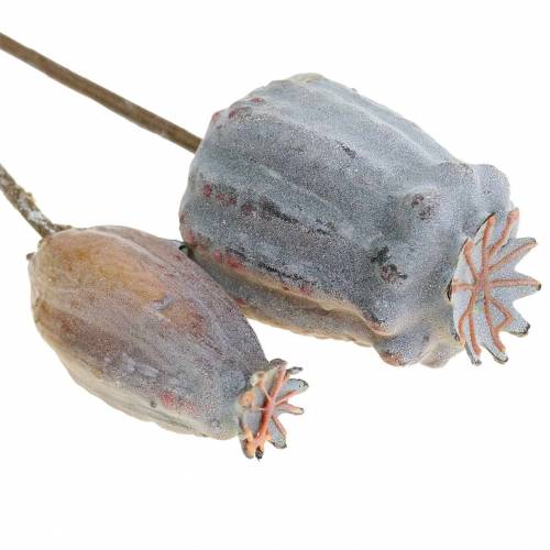 Floristik24 Cápsulas de sementes de papoula artificiais amarelas, marrons 6 unidades