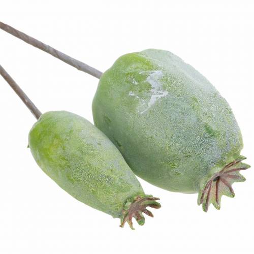 Floristik24 Cápsulas de papoula artificiais verdes 26cm/28cm 6pcs