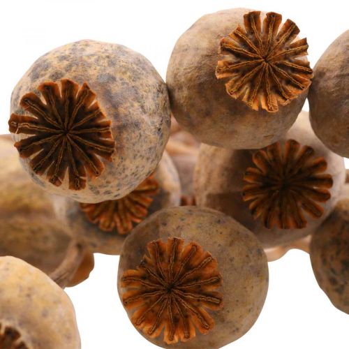 Itens Cápsula Deco Papoula Papoula Laranja Flores Secas 70g