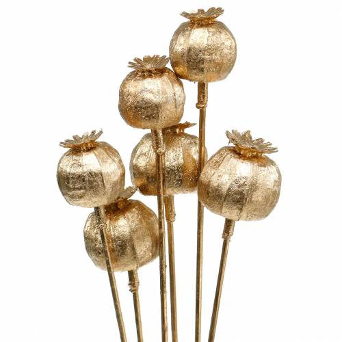Floristik24 Cápsula de semente de papoula em palito dourado 59cm 6pcs