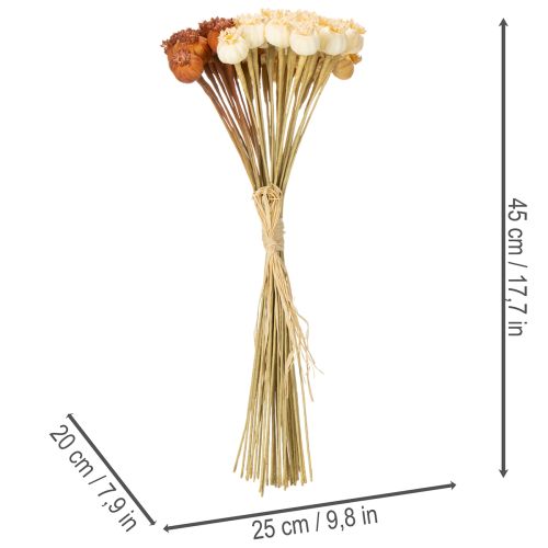 Maços de cápsulas de sementes de papoula artificiais secas, em três cores, 40 cm, 45 unidades. | Floristik24.pt