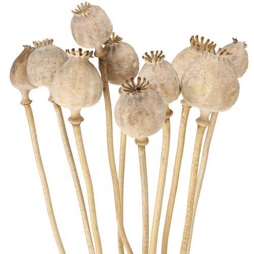Cápsulas de papoula secas flores naturais secas 55cm 10 unidades