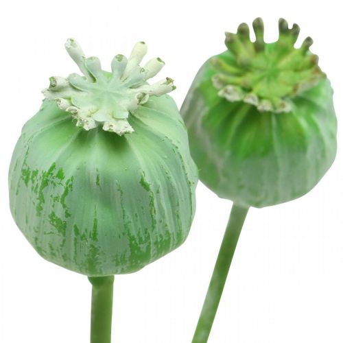 Floristik24 Cápsulas de sementes de papoula decoração sementes de papoula artificiais em um palito verde 58 cm 3 peças em um monte