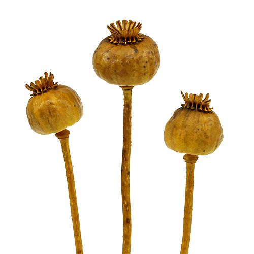 Floristik24 Cabeças de papoula amarelas 100 unidades