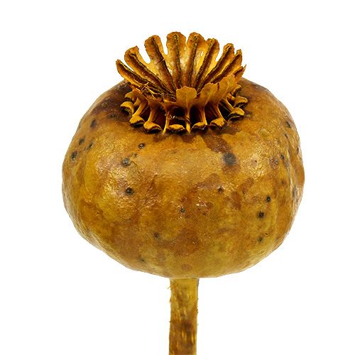 Floristik24 Cabeças de papoula amarelas 100 unidades