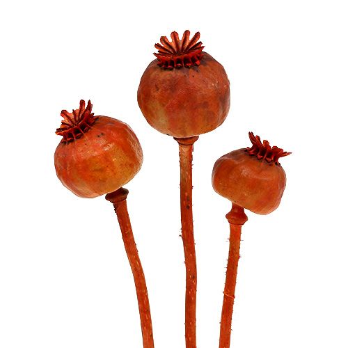 Floristik24 Cabeças de papoula laranja 100 unidades