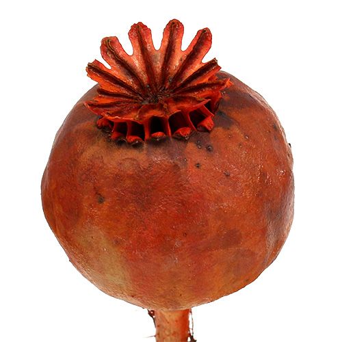 Floristik24 Cabeças de papoula laranja 100 unidades