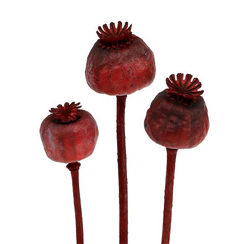 Cabeças de papoula de cor vermelha 100 unidades