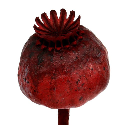 Floristik24 Cabeças de papoula coloridas em vermelho 100 unidades
