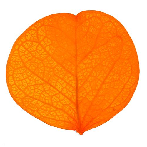 Floristik24 Folhas de Moneta Damasco 50g