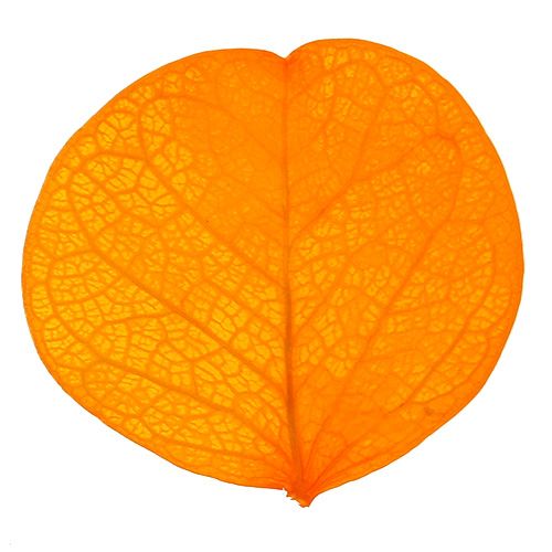 Floristik24 Moneta deixa amarelo dourado 50g