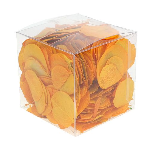 Floristik24 Moneta deixa amarelo dourado 50g