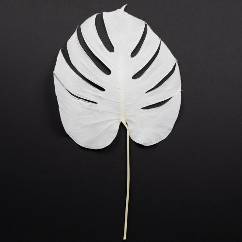 Itens Folhas de Monstera branqueadas folha decorativa para janela H40cm 5 peças