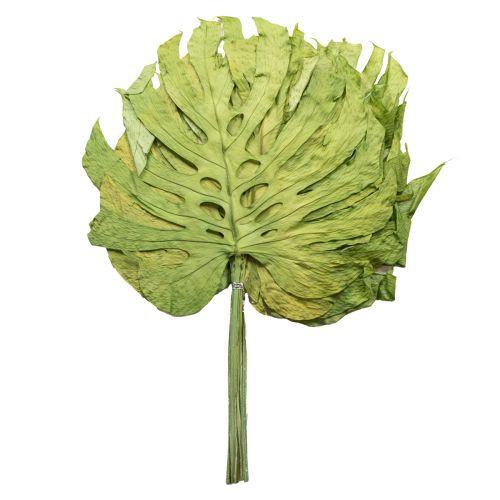 Folhas de Monstera secas para decoração de janela H50cm 5 peças