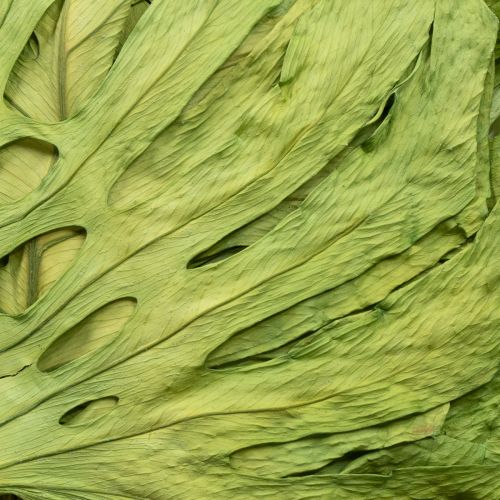 Itens Folhas de Monstera secas para decoração de janela H50cm 5 peças