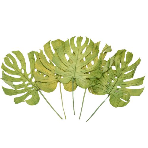 Itens Folhas de Monstera secas para decoração de janela H50cm 5 peças