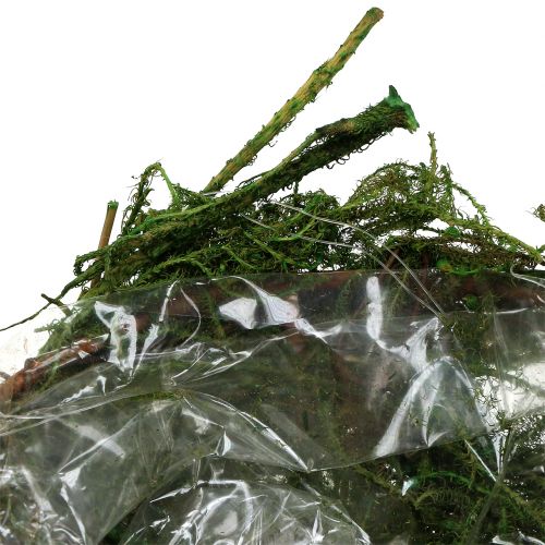 Floristik24 Tigela de musgo verde Ø11cm Alt.6.5cm - 7.5cm 5pcs