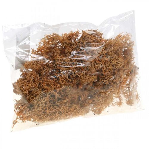 Itens Musgo decorativo para artesanato Musgo natural cor de laranja preservado 40g
