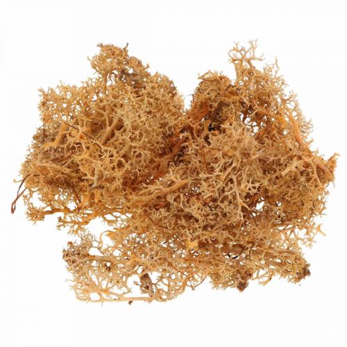 Floristik24 Musgo decorativo para artesanato Musgo natural cor de laranja preservado 40g