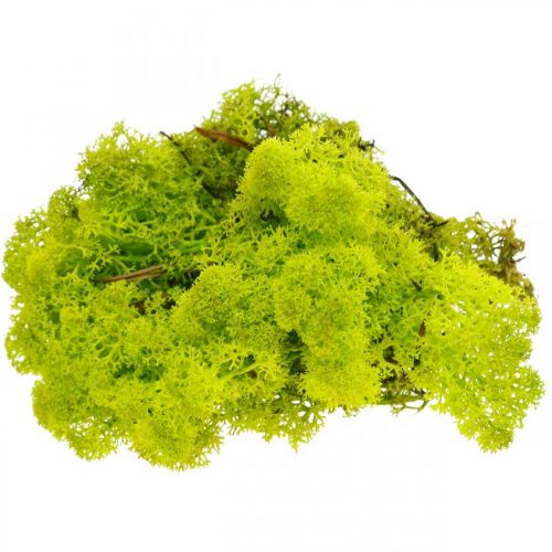 Deco musgo verde claro musgo de rena preservado 400g