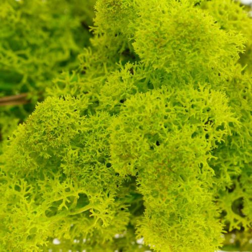 Itens Deco musgo verde claro musgo de rena preservado 400g