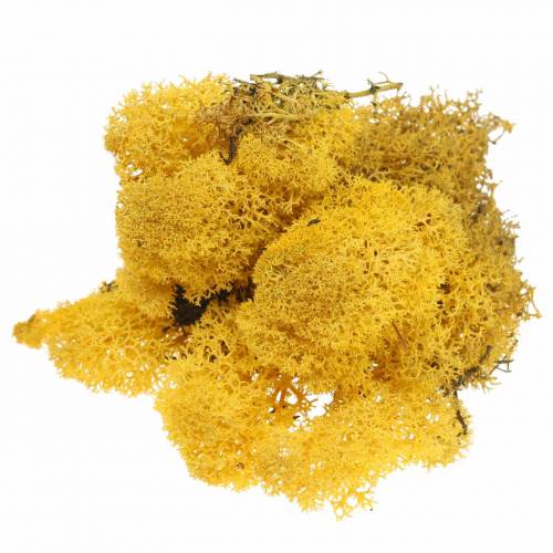 Floristik24 Amarelo Musgo Rena 400g