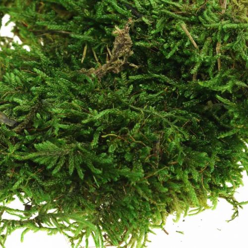Floristik24 Musgo decorativo para artesanato verde, verde escuro 100g